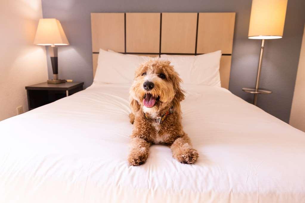 Sonesta Simply Suites Dallas Galleria Rum bild